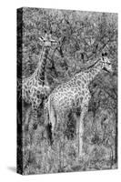 Awesome South Africa Collection B&W - Two Giraffes in the Savanna III-Philippe Hugonnard-Stretched Canvas