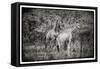 Awesome South Africa Collection B&W - Two Giraffes in the Savanna-Philippe Hugonnard-Framed Stretched Canvas