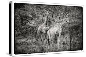 Awesome South Africa Collection B&W - Two Giraffes in the Savanna-Philippe Hugonnard-Stretched Canvas