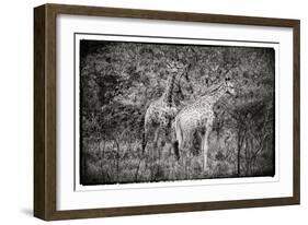 Awesome South Africa Collection B&W - Two Giraffes in the Savanna-Philippe Hugonnard-Framed Photographic Print