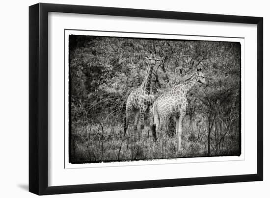 Awesome South Africa Collection B&W - Two Giraffes in the Savanna-Philippe Hugonnard-Framed Photographic Print