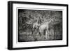 Awesome South Africa Collection B&W - Two Giraffes in the Savanna-Philippe Hugonnard-Framed Photographic Print