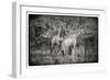 Awesome South Africa Collection B&W - Two Giraffes in the Savanna-Philippe Hugonnard-Framed Photographic Print