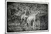 Awesome South Africa Collection B&W - Two Giraffes in the Savanna-Philippe Hugonnard-Mounted Photographic Print