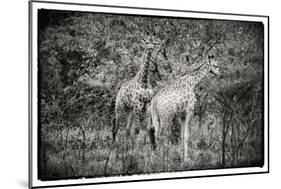 Awesome South Africa Collection B&W - Two Giraffes in the Savanna-Philippe Hugonnard-Mounted Photographic Print