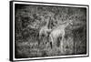 Awesome South Africa Collection B&W - Two Giraffes in the Savanna-Philippe Hugonnard-Framed Stretched Canvas