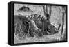 Awesome South Africa Collection B&W - Two White Rhino slepping-Philippe Hugonnard-Framed Stretched Canvas