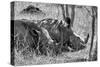 Awesome South Africa Collection B&W - Two White Rhino slepping-Philippe Hugonnard-Stretched Canvas