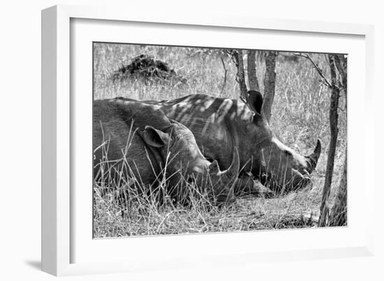 Awesome South Africa Collection B&W - Two White Rhino slepping-Philippe Hugonnard-Framed Photographic Print