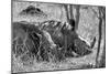 Awesome South Africa Collection B&W - Two White Rhino slepping-Philippe Hugonnard-Mounted Photographic Print