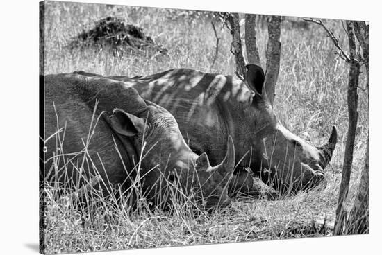Awesome South Africa Collection B&W - Two White Rhino slepping-Philippe Hugonnard-Stretched Canvas