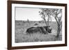 Awesome South Africa Collection B&W - Two White Rhinoceros I-Philippe Hugonnard-Framed Photographic Print