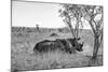 Awesome South Africa Collection B&W - Two White Rhinoceros I-Philippe Hugonnard-Mounted Photographic Print