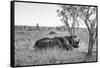 Awesome South Africa Collection B&W - Two White Rhinoceros I-Philippe Hugonnard-Framed Stretched Canvas
