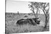 Awesome South Africa Collection B&W - Two White Rhinoceros I-Philippe Hugonnard-Stretched Canvas
