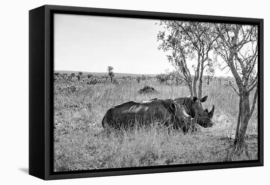 Awesome South Africa Collection B&W - Two White Rhinoceros I-Philippe Hugonnard-Framed Stretched Canvas