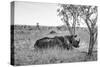 Awesome South Africa Collection B&W - Two White Rhinoceros I-Philippe Hugonnard-Stretched Canvas