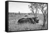 Awesome South Africa Collection B&W - Two White Rhinoceros I-Philippe Hugonnard-Framed Stretched Canvas