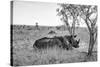 Awesome South Africa Collection B&W - Two White Rhinoceros I-Philippe Hugonnard-Stretched Canvas