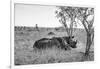 Awesome South Africa Collection B&W - Two White Rhinoceros I-Philippe Hugonnard-Framed Photographic Print