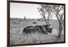 Awesome South Africa Collection B&W - Two White Rhinoceros I-Philippe Hugonnard-Framed Photographic Print