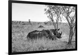 Awesome South Africa Collection B&W - Two White Rhinoceros I-Philippe Hugonnard-Framed Photographic Print