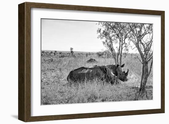 Awesome South Africa Collection B&W - Two White Rhinoceros I-Philippe Hugonnard-Framed Photographic Print