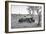 Awesome South Africa Collection B&W - Two White Rhinoceros I-Philippe Hugonnard-Framed Photographic Print