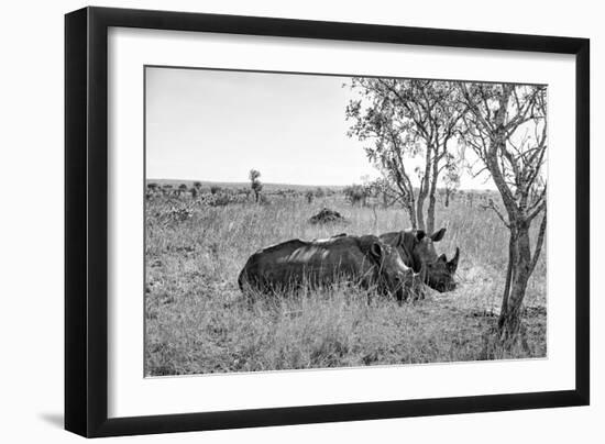 Awesome South Africa Collection B&W - Two White Rhinoceros I-Philippe Hugonnard-Framed Photographic Print