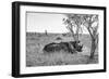 Awesome South Africa Collection B&W - Two White Rhinoceros I-Philippe Hugonnard-Framed Photographic Print
