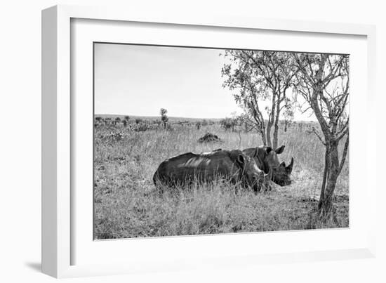 Awesome South Africa Collection B&W - Two White Rhinoceros I-Philippe Hugonnard-Framed Photographic Print