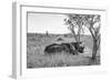 Awesome South Africa Collection B&W - Two White Rhinoceros I-Philippe Hugonnard-Framed Photographic Print