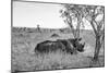 Awesome South Africa Collection B&W - Two White Rhinoceros I-Philippe Hugonnard-Mounted Photographic Print
