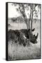 Awesome South Africa Collection B&W - Two White Rhinoceros II-Philippe Hugonnard-Framed Stretched Canvas