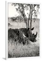 Awesome South Africa Collection B&W - Two White Rhinoceros II-Philippe Hugonnard-Framed Photographic Print