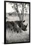 Awesome South Africa Collection B&W - Two White Rhinoceros II-Philippe Hugonnard-Framed Photographic Print