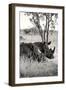 Awesome South Africa Collection B&W - Two White Rhinoceros II-Philippe Hugonnard-Framed Photographic Print