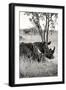 Awesome South Africa Collection B&W - Two White Rhinoceros II-Philippe Hugonnard-Framed Photographic Print