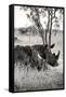 Awesome South Africa Collection B&W - Two White Rhinoceros II-Philippe Hugonnard-Framed Stretched Canvas