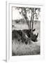 Awesome South Africa Collection B&W - Two White Rhinoceros II-Philippe Hugonnard-Framed Premium Photographic Print