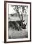 Awesome South Africa Collection B&W - Two White Rhinoceros II-Philippe Hugonnard-Framed Premium Photographic Print