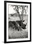 Awesome South Africa Collection B&W - Two White Rhinoceros II-Philippe Hugonnard-Framed Premium Photographic Print
