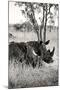 Awesome South Africa Collection B&W - Two White Rhinoceros II-Philippe Hugonnard-Mounted Premium Photographic Print