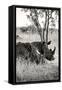 Awesome South Africa Collection B&W - Two White Rhinoceros II-Philippe Hugonnard-Framed Stretched Canvas