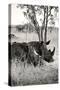 Awesome South Africa Collection B&W - Two White Rhinoceros II-Philippe Hugonnard-Stretched Canvas