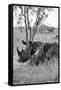 Awesome South Africa Collection B&W - Two White Rhinoceros III-Philippe Hugonnard-Framed Stretched Canvas