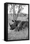 Awesome South Africa Collection B&W - Two White Rhinoceros III-Philippe Hugonnard-Framed Stretched Canvas