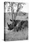 Awesome South Africa Collection B&W - Two White Rhinoceros III-Philippe Hugonnard-Stretched Canvas