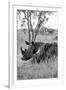 Awesome South Africa Collection B&W - Two White Rhinoceros III-Philippe Hugonnard-Framed Photographic Print