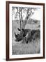 Awesome South Africa Collection B&W - Two White Rhinoceros III-Philippe Hugonnard-Framed Photographic Print